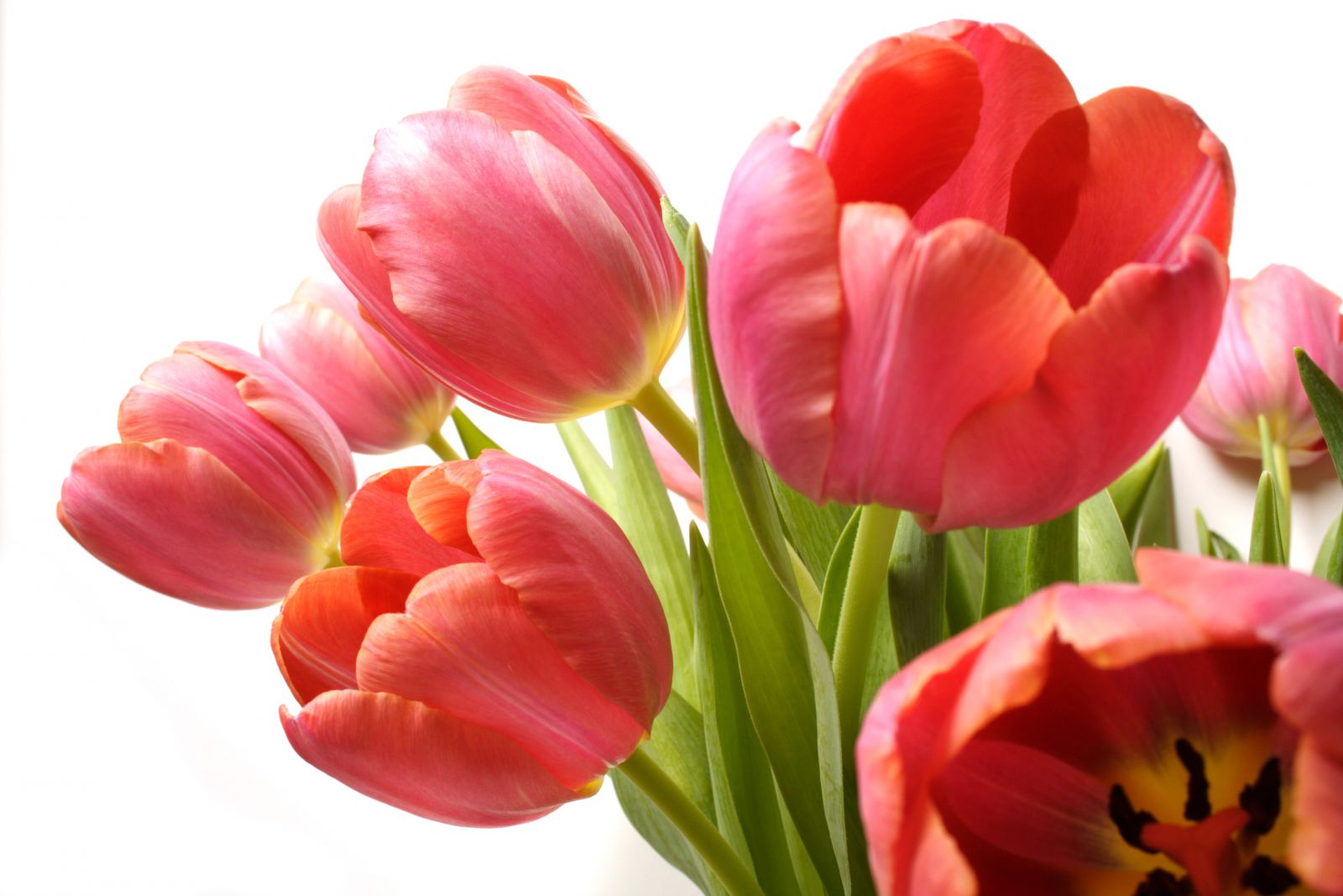 Hoa Tulip, Shop Bán Hoa Tulip Hà Lan Hoa Đẹp Sang Trọng