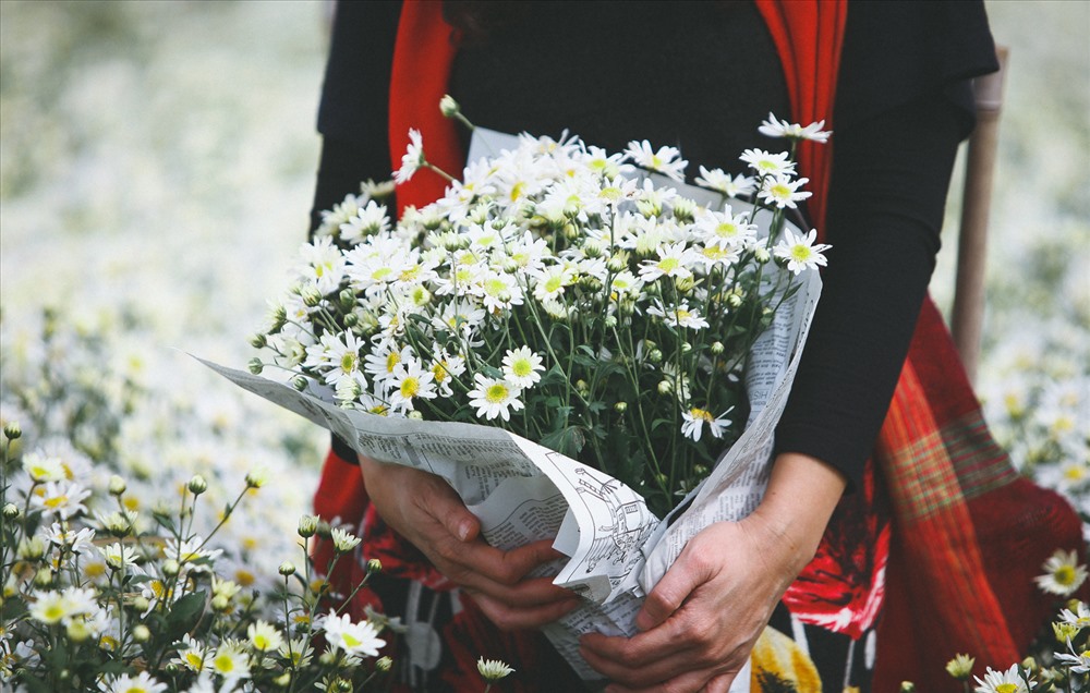 Giá bó hoa cúc hoạ mi - Alo Flowers