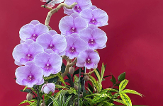 Shop Hoa Đường Phan Ngữ Đa Kao Quận 1